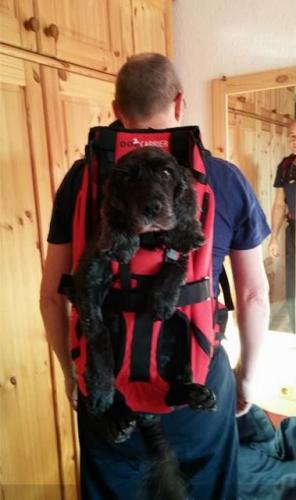 Der professionelle Hunderucksack zum Tragen von Hunden