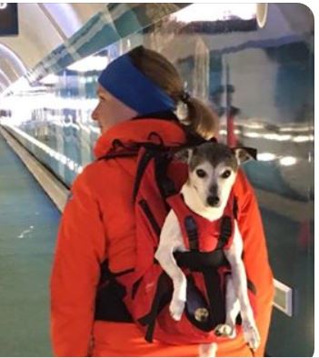 Dog Carrier Hunderucksack als geeignetes Transportmittel zum Bahnfahren