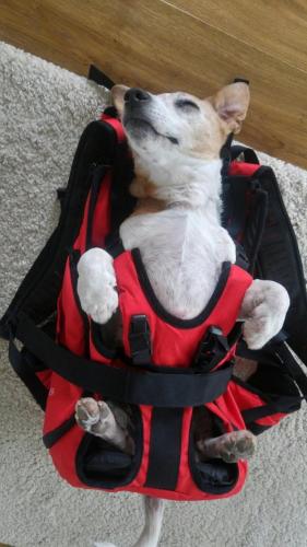 Rucksack bzw. hundetasche zum Tragen von Hunden