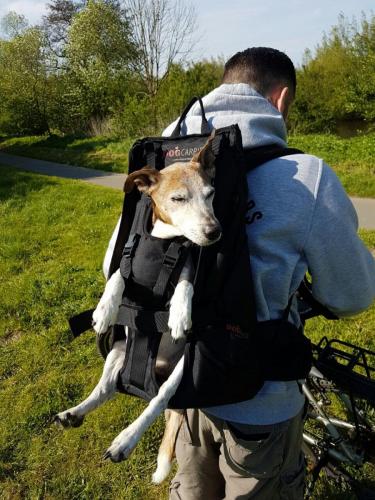 Hunderucksack zum Tragen von Hunden