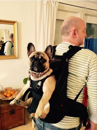 Hunderucksack_French_Bulldog