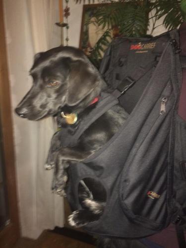 Rucksack zum Tragen von Hunden